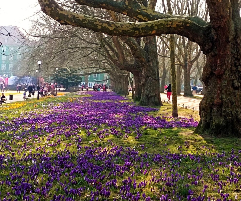 Kwitnące krokusy przyciągają tłumy. Za pamiątkowe zdjęcie w kwiatach grozi wysoki mandat