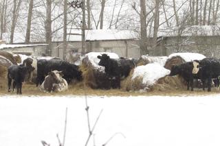 Stado krów w lubelskiej wsi stoi pod gołym niebem. Tyle lat tak żyły i nic im nie było