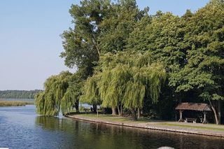 Wnętrze Puszczy Augustowskiej 