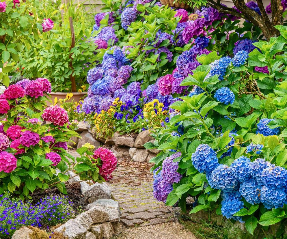 Hortensja ogrodowa (Hydrangea macrophylla) 