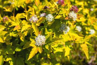 Pęcherznica kalinolistna