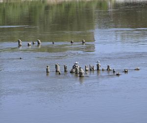 Niski stan wody w Wiśle