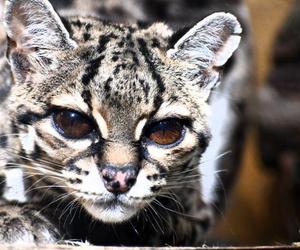 Poznańskie zoo ma nową mieszkankę. Oto Mimi - jej gatunek jest bliski zagrożenia wyginięciem 