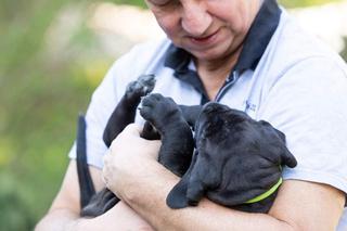 Szczeniaki Andrzeja Halickiego