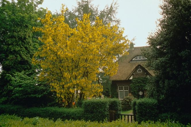 Złotokap