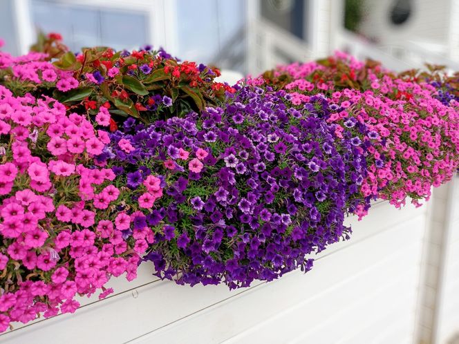 Zwisające kwiaty na balkon