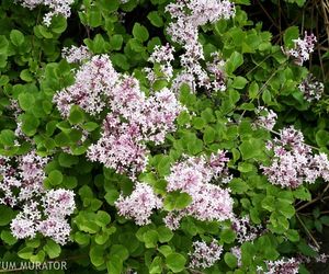 Lilak drobnolistny 'Superba' - Syringa microphylla 'Superba'