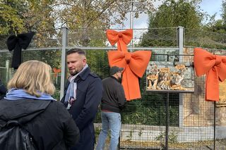 Cztery tygrysy sumatrzańskie z wrocławskiego zoo otrzymały imiona