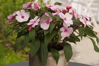 Niecierpek nowogwinejski