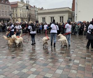 Golden Retriever WOŚP w Poznaniu