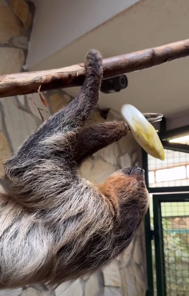 Leniwiec z ZOO Wrocław