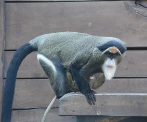 Nowa małpka w zoo w Wojciechowie 