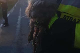 Chciał utopić psa. Zwierzaka uratowali strażacy 