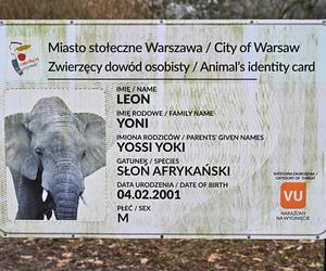 Słoń Leon ma urodziny. Wielka impreza w warszawskim ZOO