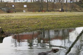 Bóbr Bazyli zamieszkał w klasztorze