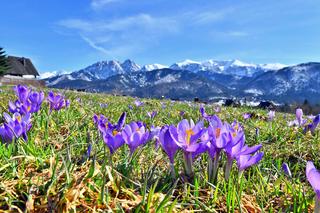 Tatry: Krokusy w Dolinie Chochołowskiej