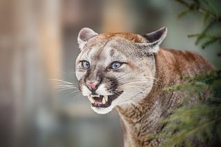 Puma zaatakowała w lesie! Jedna osoba nie żyje, druga ranna