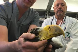 Bielik oIbrzymi w Ośrodku Rehabilitacji Zwierząt Chronionych w Przemyślu