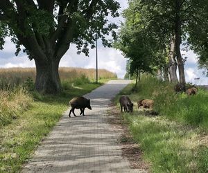 Dziki na trasie pod Olsztynem