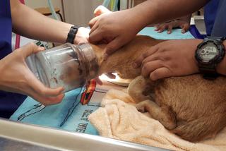 kot łasuch z głową w słoiku