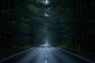 Kolizje ze zwierzętami na Opolszczyźnie. Gdzie czai się niewidzialne niebezpieczeństwo?