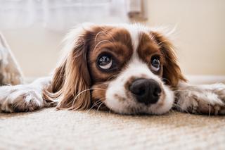 Jak przygotować psa na stres związany z sylwestrowymi wystrzałami? [PORADNIK AUDIO]