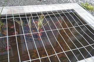 Rybka spadła z nieba