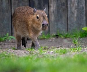 Nowi lokatorzy w łódzkim ZOO! To wielki powrót tych uwielbianych zwierząt