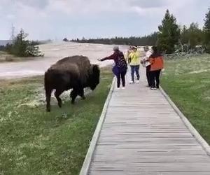  Chciała pogłaskać dzikiego bizona. Gorzko tego pożałowała! WIDEO