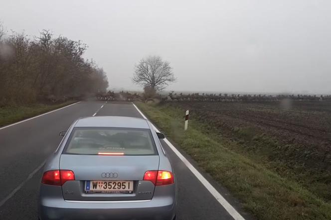 Setki jeleni na drodze na Węgrzech
