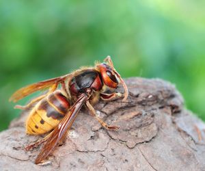 Co zrobić, gdy użądli szerszeń?