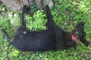 Zwyrodnialec z Brodnicy wziął psa z ogłoszenia i pieniądze na karmę, tylko po to żeby zabić zwierze