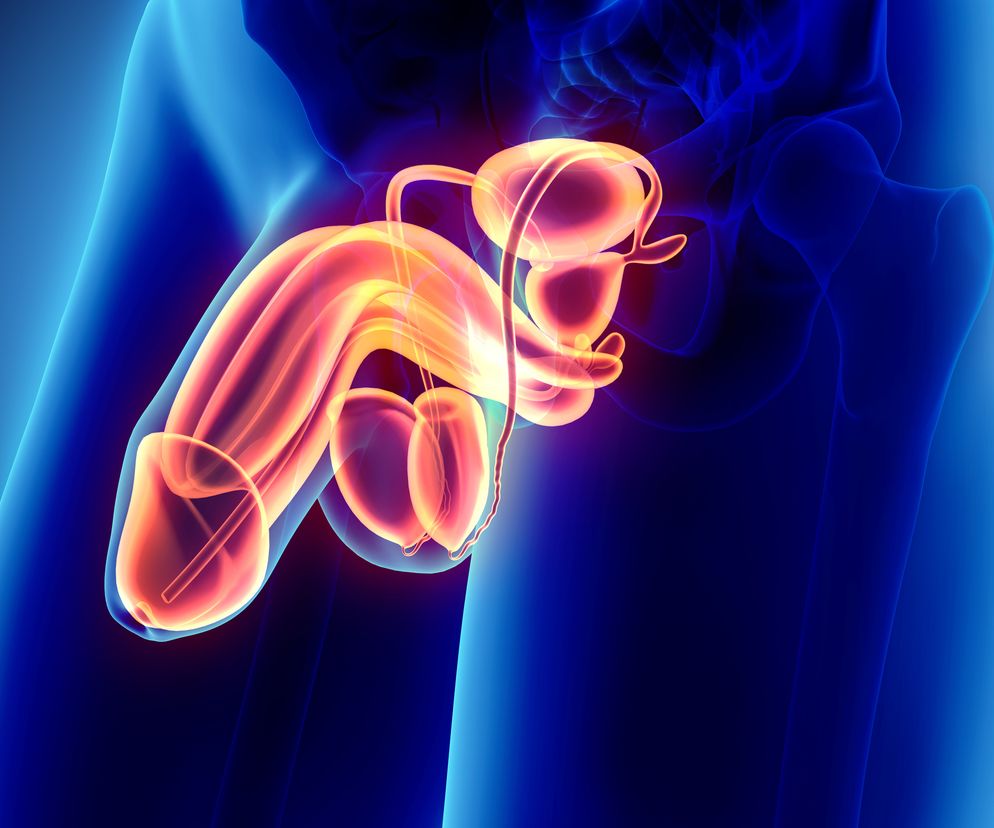 Męski układ rozrodczy: budowa