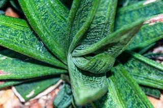 Gasteria