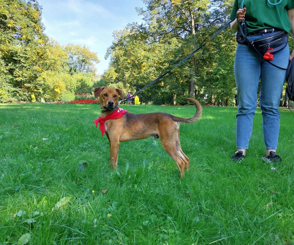 Parkowe łapki - schroniskowe psiaki w parku miejskim w Zamościu