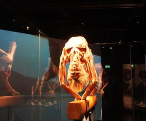 Wystawa z ludzkiego ciała. Body Worlds powróciła do Gdańska po 5 latach 