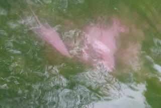 Zanieczyszczenie Raby