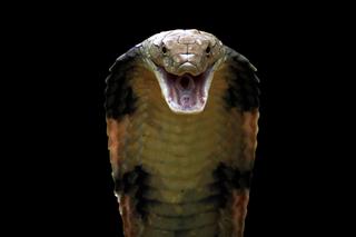  2,5-metrowa jadowita kobra królewska uciekła z zoo! Zabija człowieka w 15 minut