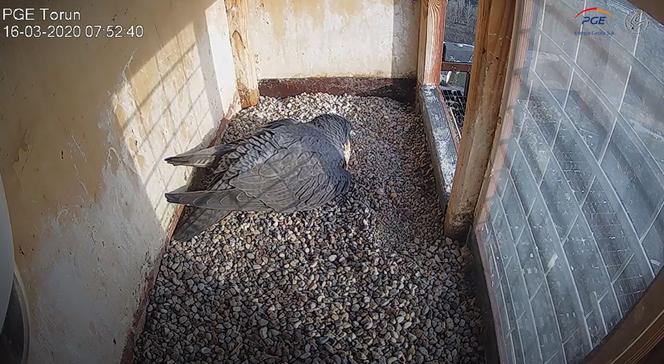 Sokoły wędrowne z komina PGE Toruń - Katarzyna i Piernik doczekały się jajek! 