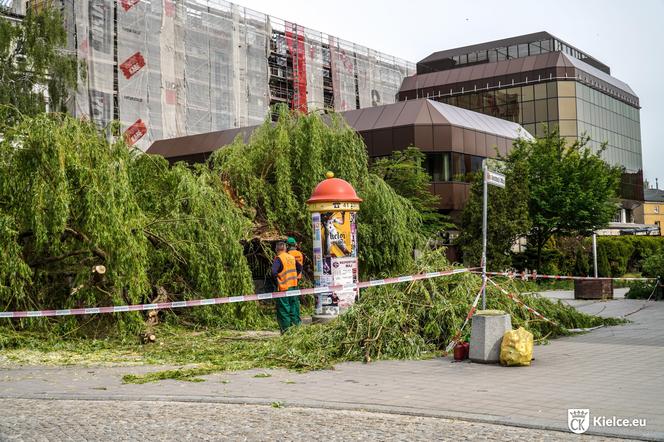 Stara wierzba płacząca w centrum Kielc złamana! 