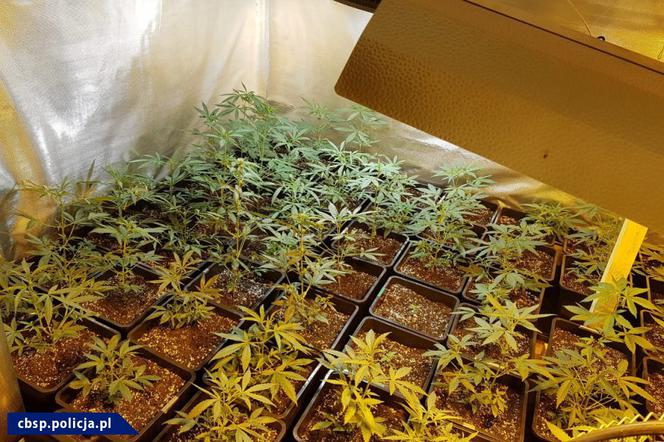 CBŚP zlikwidowała 3 plantacje konopi
