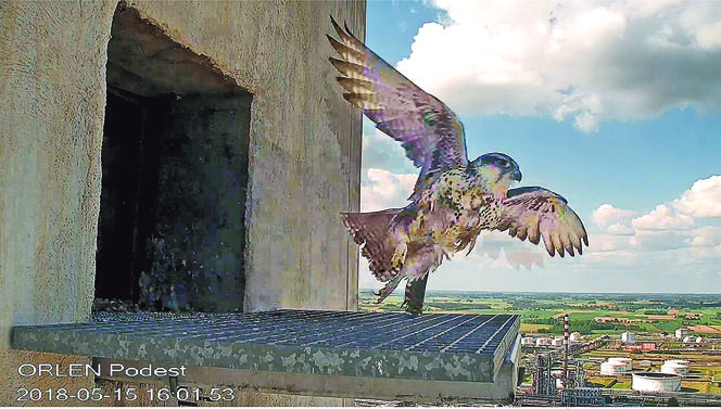 ORLEN nie tylko dla orłów