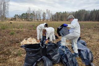 Setki martwych kur wyrzucone do lasu pod Nidzicą. Leśnicy w szoku!