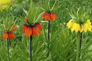 Szachownica cesarska