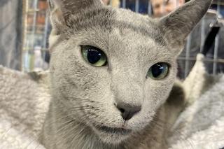Najpiękniejszy kot na świecie wśród kotów rasy rosyjski niebieski. Mieszka w Łódzkiem!