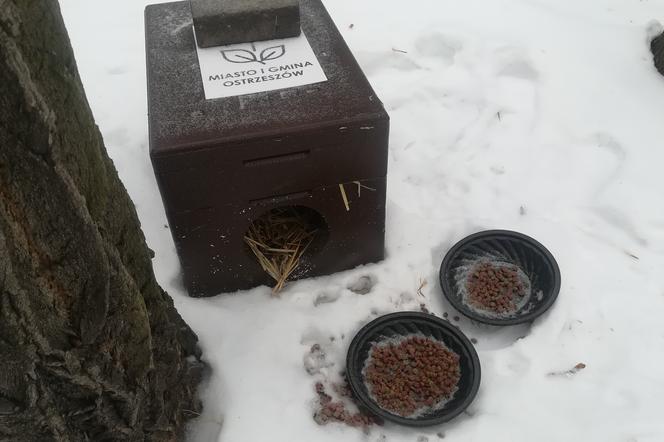 Domki dla kotów wolno żyjących w Ostrzeszowie - jedną budkę już ktoś UKRADŁ [POSLUCHAJ]