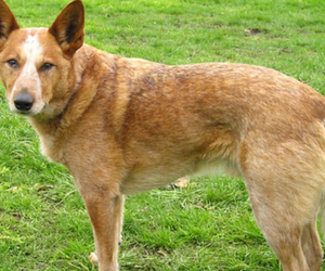 Australian Cattle Dog