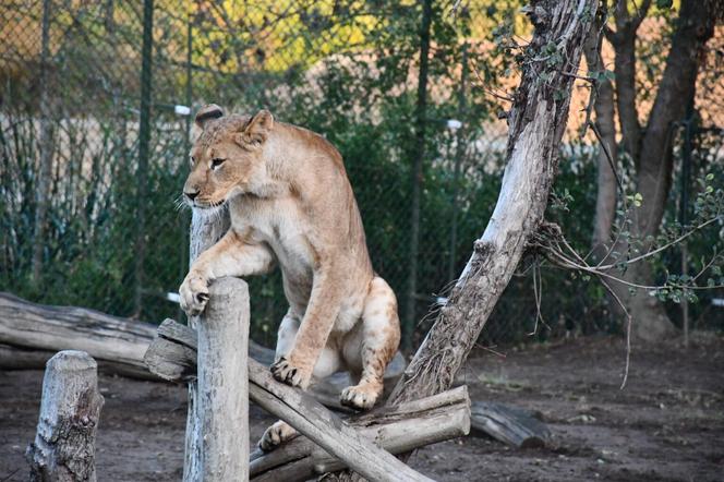 Nowa atrakcja zoo we Wrocławiu otwarta. Zobacz lwice na wybiegu 