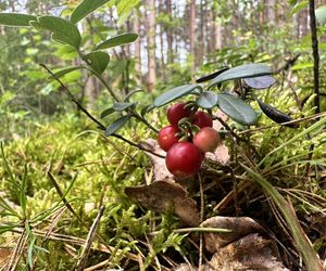 Grzyby to nie wszystko. Las jesienią jest pełen smaków!