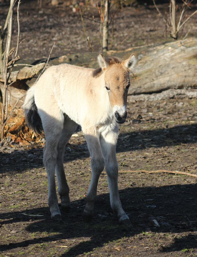 Warszawskie zoo ma nowego mieszkańca. To trzecie dziecko Primy i Larsa